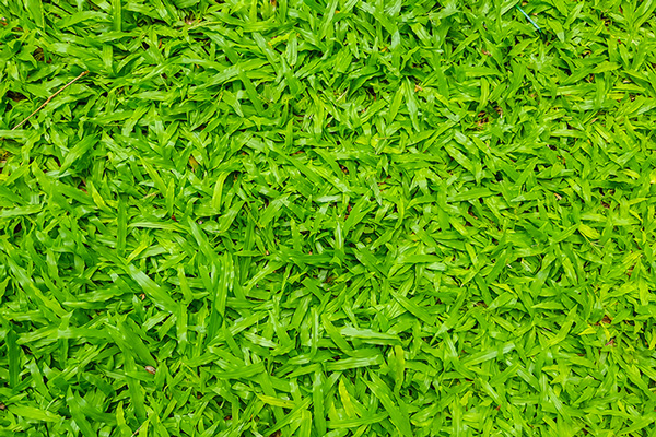 Foto del zacate Dulce